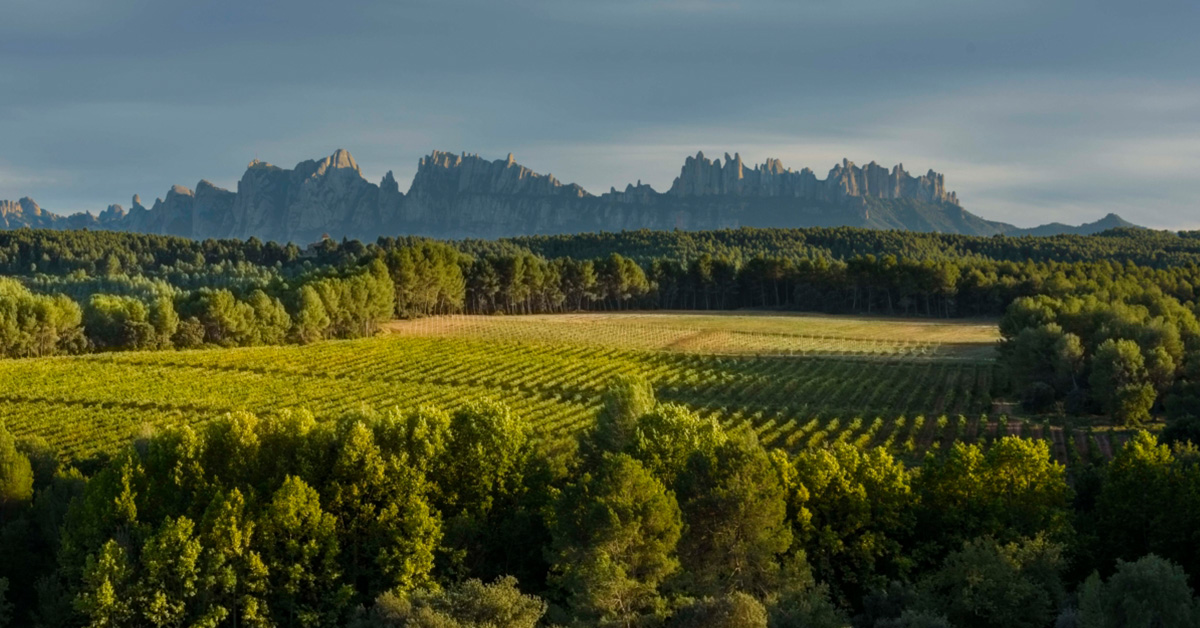 Paisatge vinya Pla de Bages_FB